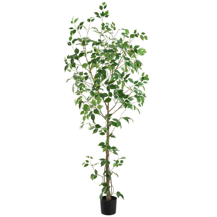 6'10" Ficus Benghalensis Silk Tree w/Pot -Green (pack of 2) - LTB010-GR