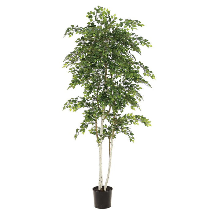 7' Sherman Birch Silk Tree w/Pot (pack of 2) - LTB107-GR