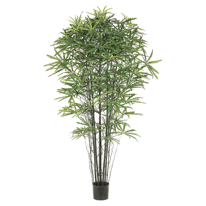 5' False Aralia Black Bamboo Silk Tree w/Pot -1,233 Leaves (pack of 2) - LTB225-GR/TT