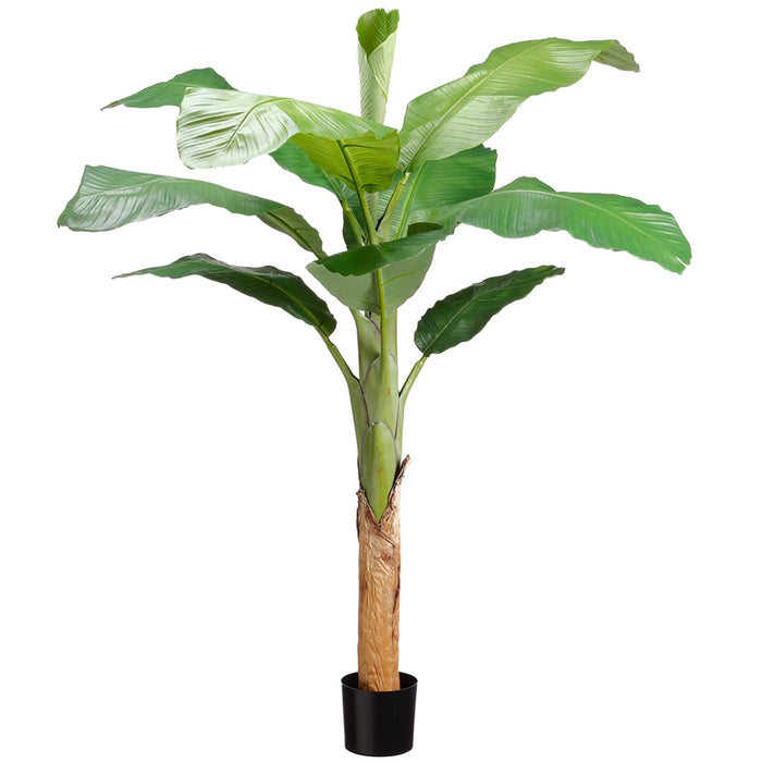 5'9" Royal Banana Silk Palm Tree w/Pot -Green (pack of 2) - LTB351-GR