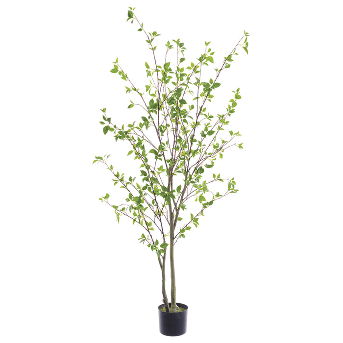 4'11" Cornus Silk Tree w/Pot -Green (pack of 2) - LTC320-GR