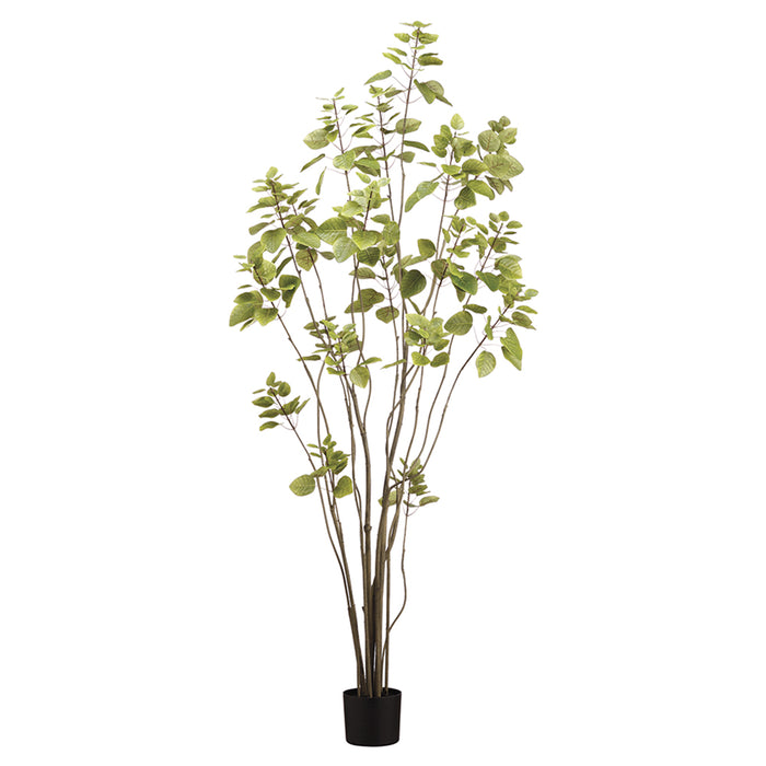 6' Cotinus Silk Tree w/Pot -Green (pack of 2) - LTC372-GR