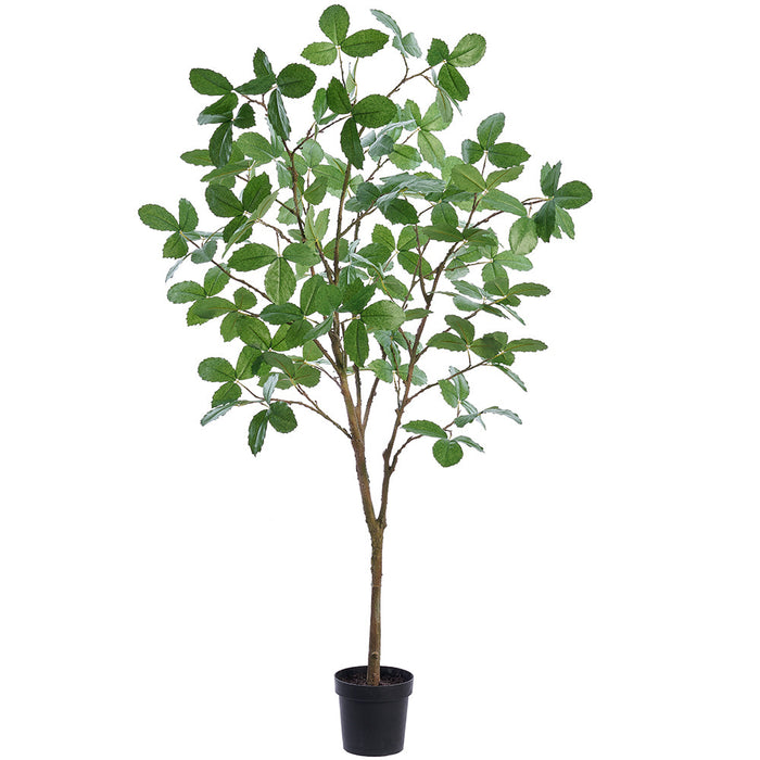 5'10" Elm Leaf Silk Tree w/Plastic Pot -Green - LTE147-GR
