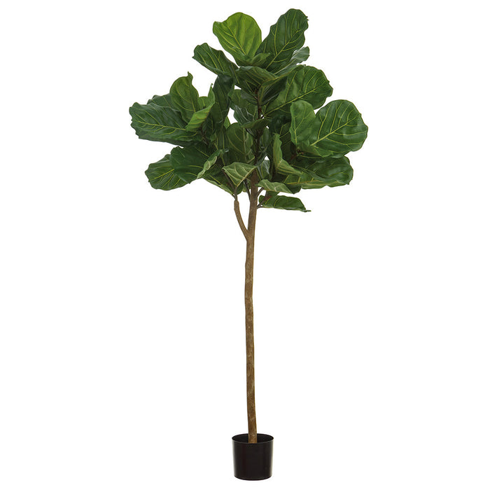 can you plant fiddle leaf fig outside 5' Outdoor UV-Resistant Artificial Fiddle Leaf Fig Tree w/Pot -Green — Silks Are Forever