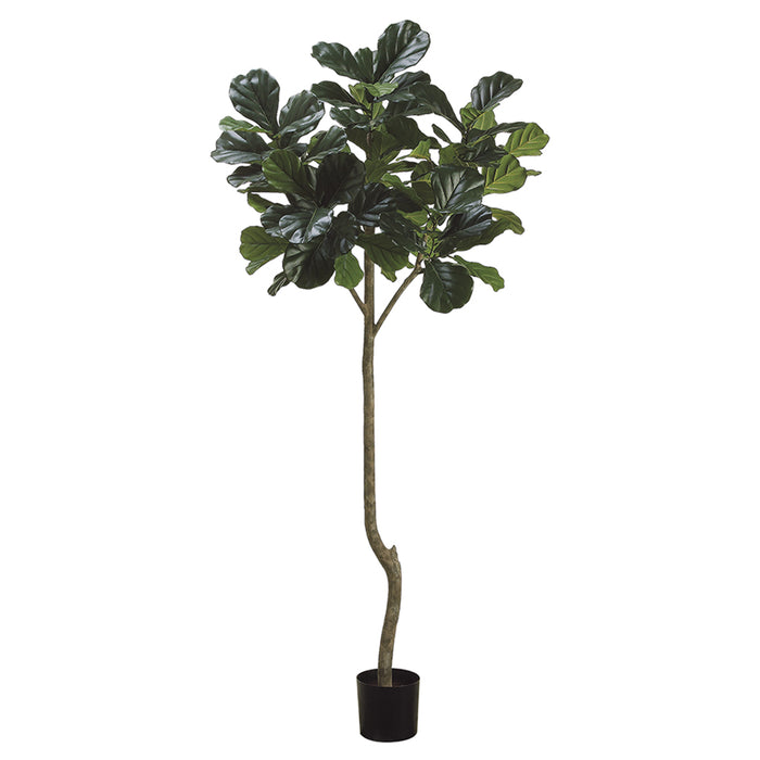 7' Fiddle Leaf Fig Silk Tree w/Pot (pack of 2) - LTF156-GR