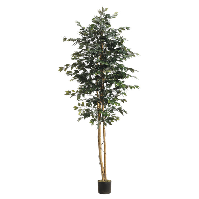 8' Ficus Silk Tree w/Pot -1,512 Leaves (pack of 2) - LTF758-GR