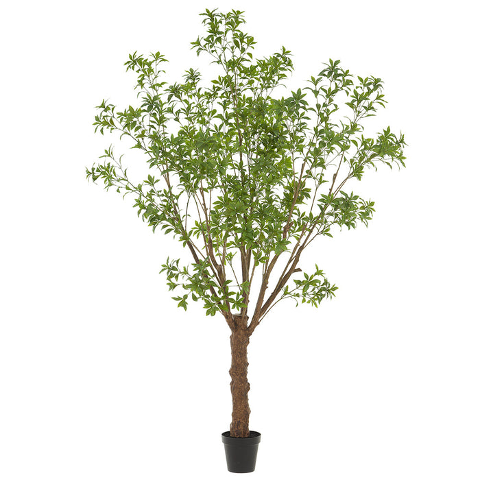 8'10" Pieris Japonica Silk Tree w/Pot -Green - LTJ502-GR