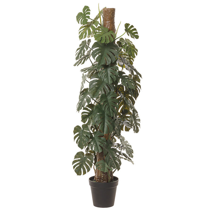 8 philodendron monstera 4'8" Split Philodendron Monstera Silk Plant w/Pot -Green (Pack of 2)