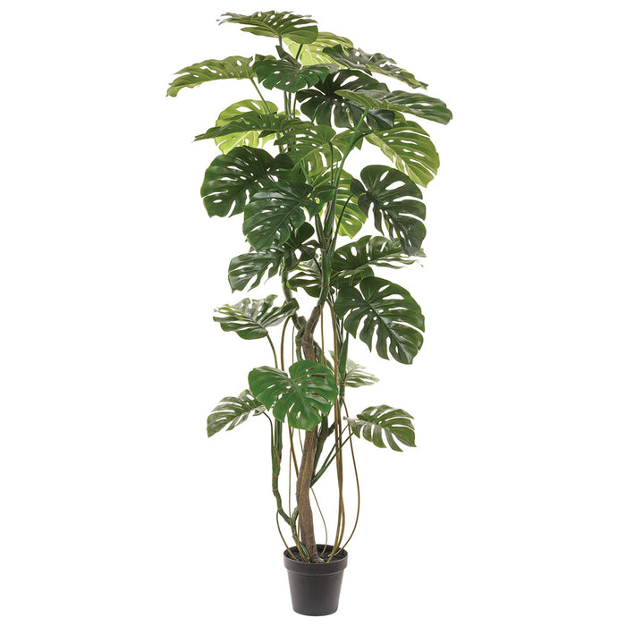 6'10" Split Leaf Philodendron Monstera Silk Plant w/Pot -Green - LTM210-GR