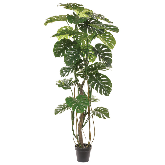 philodendron faux plant 6'10" Split Leaf Philodendron Monstera Silk Plant w/Pot -Green — Silks Are Forever