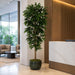 6'6" Mango Silk Tree w/Pot -2 Tone Green (Pack of 2) - LTM984-GR/TT