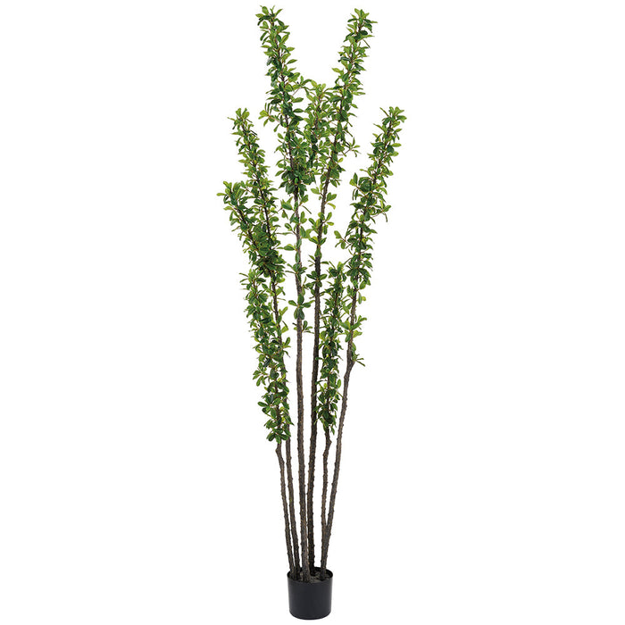 6' Ocotillo Desert Coral Artificial Tree w/Plastic Pot -Green - LTO219-GR