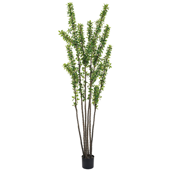plastic desert plants 7' Ocotillo Desert Coral Artificial Tree w/Plastic Pot -Green — Silks Are Forever