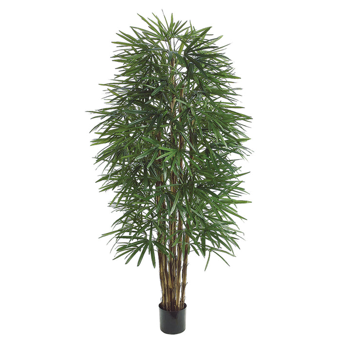 6' Rhapis Palm Silk Tree w/Pot (pack of 2) - LTP426-GR