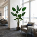 7' Traveler's Palm Silk Plant w/Plastic Pot -Green (Pack of 2) - LTP545-GR