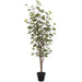 5'10" Outdoor UV-Resistant Artificial Schefflera Tree w/Pot -Green - LTS013-GR