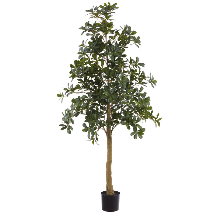 6' Schefflera Leaf Silk Tree w/Plastic Pot -Green (Pack of 2) - LTS095-GR