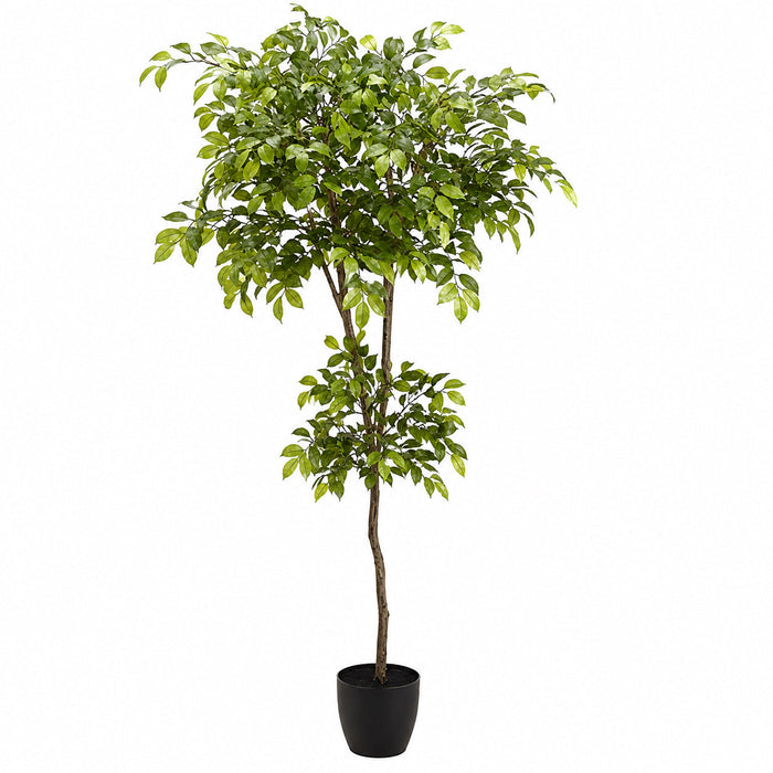 6' Silk Sakaki Tree w/Plastic Pot -2 Tone Green (Pack of 2) - LTS300-GR/TT