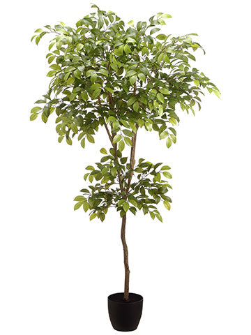 6'6" Silk Sakaki Tree w/Plastic Pot -2 Tone Green (Pack of 2) - LTS300-GR/TT