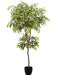 6'6" Silk Sakaki Tree w/Plastic Pot -2 Tone Green (Pack of 2) - LTS300-GR/TT