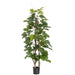 5'10" Tetrastigma Indian Chestnut Vine Silk Tree w/Pot -Green (pack of 2) - LTT105-GR