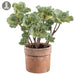 16" Silk Ornamental Cabbage Plant w/Clay Pot -Green (Pack of 2) - LVC703-GR