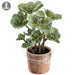 14" Silk Ornamental Cabbage Plant w/Clay Pot -Green (Pack of 4) - LVC704-GR
