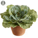 8" Silk Ornamental Cabbage Plant w/Clay Pot -Green (Pack of 4) - LVC717-GR