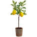 25" Flowering Lemon Silk Tree w/Clay Pot -Yellow (Pack of 4) - LVL749-YE