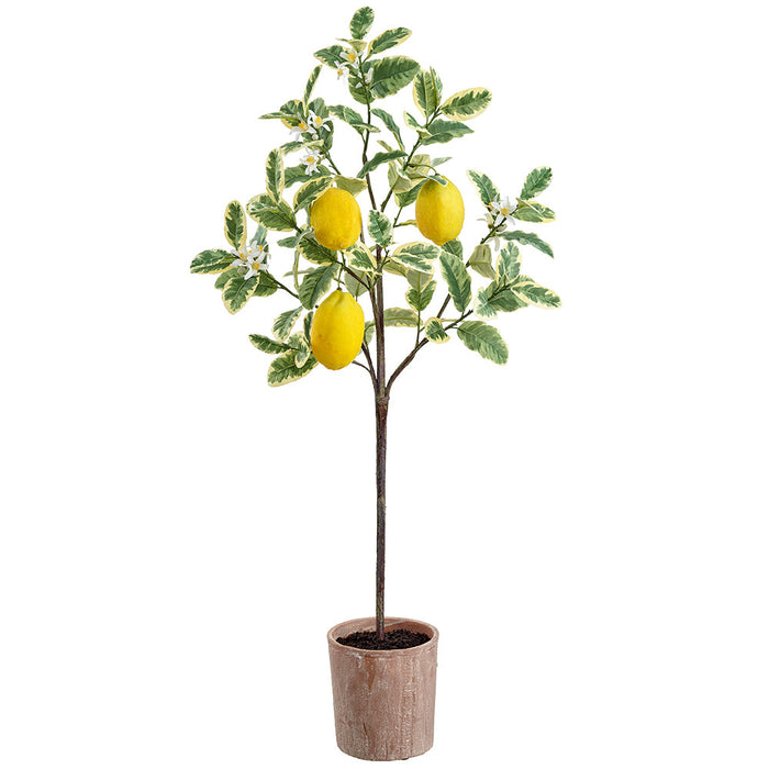 40" Flowering Lemon Silk Tree w/Clay Pot -Yellow (Pack of 2) - LVL750-YE