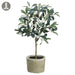 1'7" Olive Silk Tree w/Clay Pot -Green/Burgundy (pack of 6) - LVO119-GR/BU