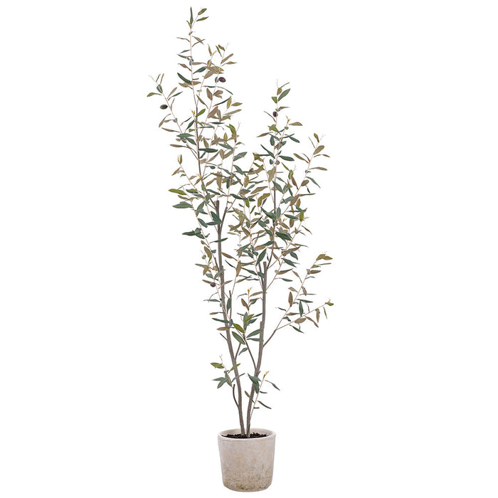 5'5" Olive Silk Tree w/Clay Pot -Green - LVO721-GR