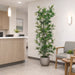 6' Bamboo Silk Tree w/Pot -Green - LZB736-GR