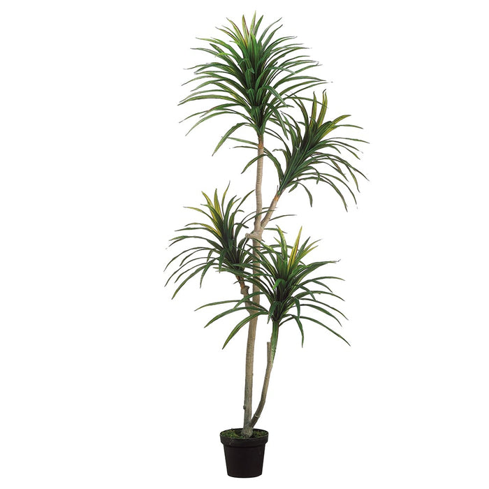 6' Yucca Silk Tree w/Pot -Green/Burgundy - LZY182-GR/BU