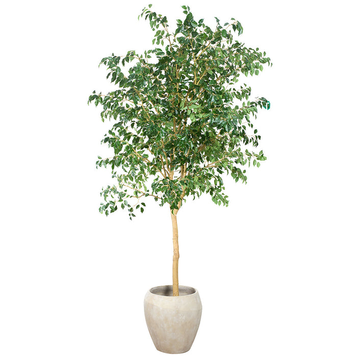 10'6"Hx48"W Ficus Benjamina Leaf Silk Tree w/Cement Planter -Green - MT8001-GR