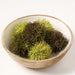 3.5" Boxed Chestnut Ball-Shaped Artificial Topiary -2 Tone Green (Pack of 12) - AA1895-GR/TT