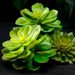 9"Hx6"W Echeveria Artificial Stem Pick -Green (Pack of 12) - CE3196-GR