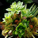 8" Senecio Artificial Stem Pick -Green (Pack of 24) - CM4335-GR