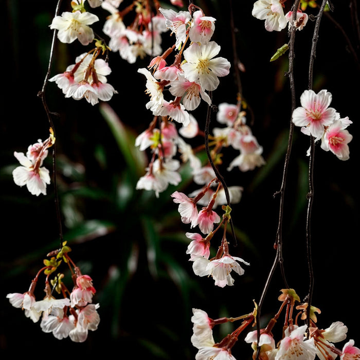 58" Silk Cherry Blossom Hanging Flower Spray -Pink/Cream (Pack of 6) - FSB307-PK/CR
