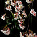 58" Silk Cherry Blossom Hanging Flower Spray -Pink/Cream (Pack of 6) - FSB307-PK/CR