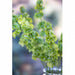 29" Silk Bells Of Ireland Flower Spray -Green (Pack of 12) - FSB414-GR
