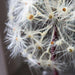 28" Silk Dandelion Flower Spray -Ivory (Pack of 8) - FSD754-IV