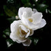 34" Silk Magnolia Flower Spray -White (Pack of 12) - FSM729-WH