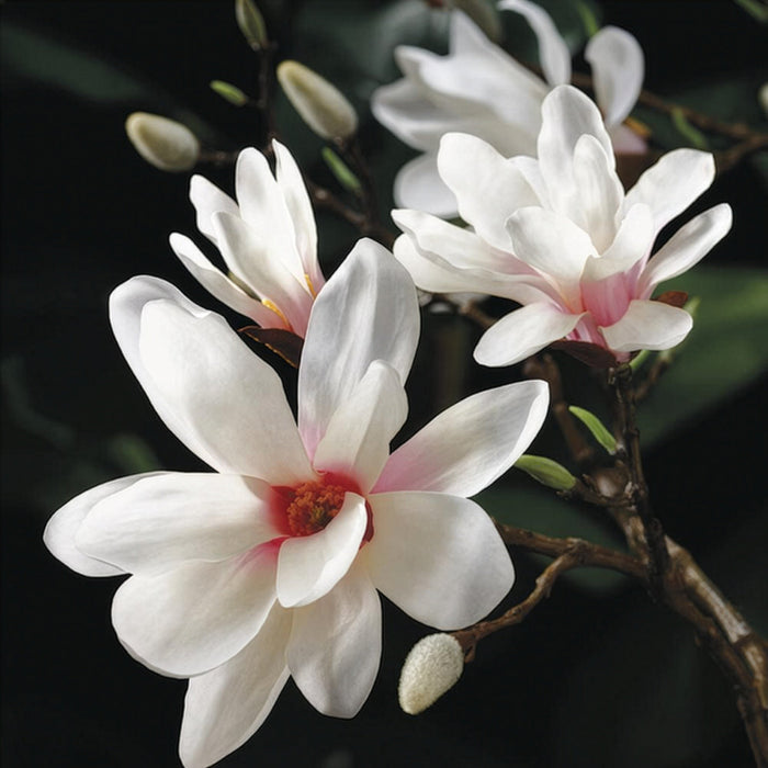 25" Silk Magnolia Bud Flower Spray -Cream/White (Pack of 12) - FSM778-CR/PK
