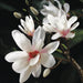 25" Silk Magnolia Bud Flower Spray -Cream/White (Pack of 12) - FSM778-CR/PK