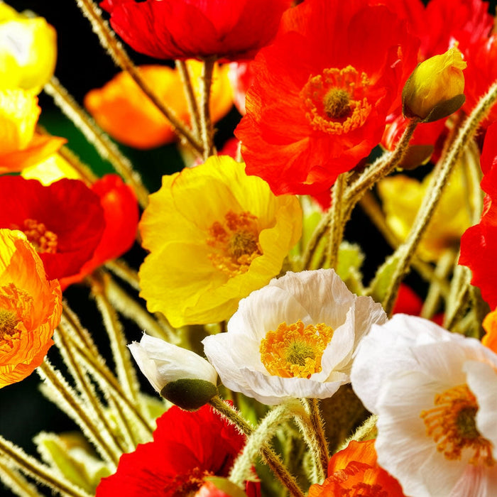 23.5" Silk Poppy Flower Spray -Yellow (Pack of 12) - FSP304-YE