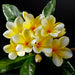 22" Frangipani Plumeria Silk Flower Stem -2 Tone Yellow (Pack of 12) - FSP383-YE/TT