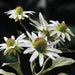 20.5" Silk Rudbeckia Black-Eyed Susan Flower Spray -White (Pack of 12) - FSR037-WH