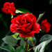 22" Silk Rose Bud Flower Spray -Red (Pack of 12) - FSR075-RE