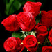 27.5" Large Cottage Rose Bud Silk Flower Stem -Red (Pack of 12) - FSR149-RE